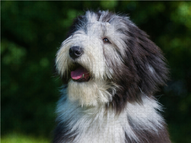 Bearded Collie Welpe Porträt