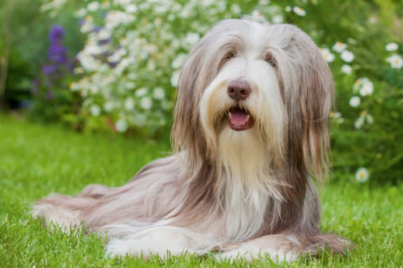 Bearded Collie Hündin