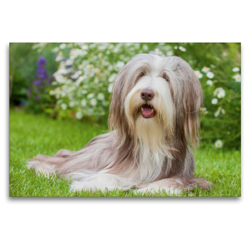 Bearded Collie Hündin