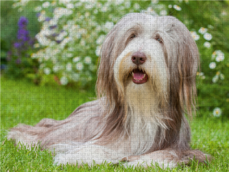 Bearded Collie Hündin