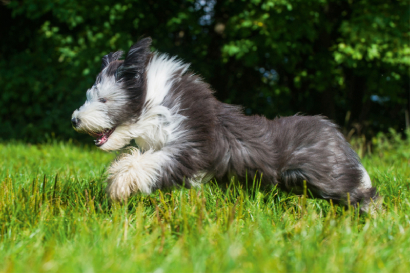 Bearded Collie Junghund