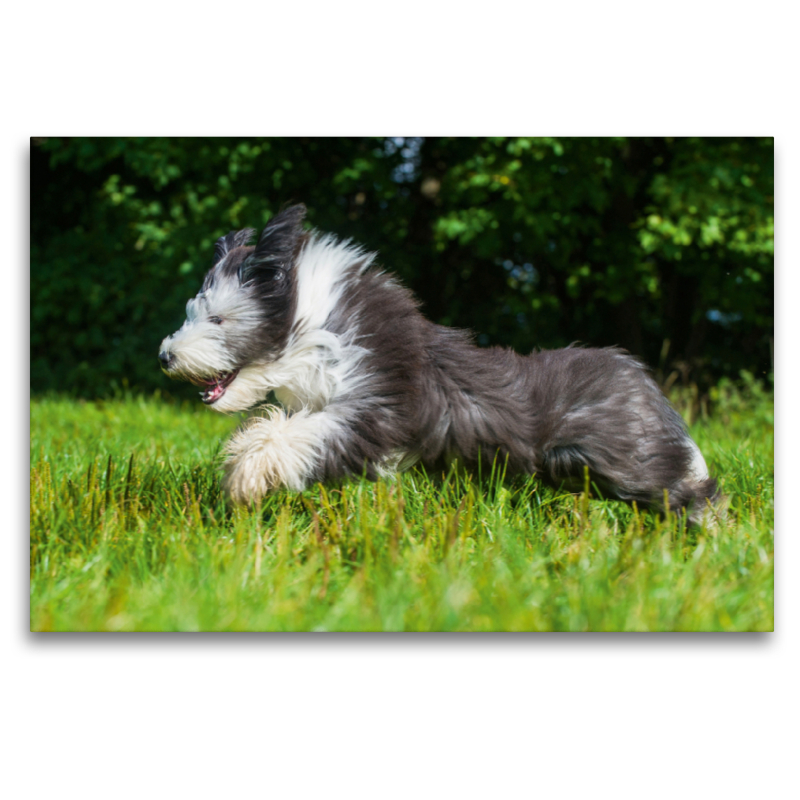 Bearded Collie Junghund