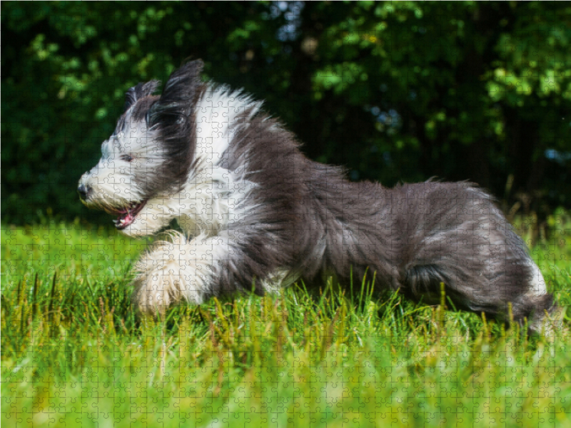 Bearded Collie Junghund