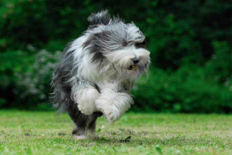 Rennender Bearded Collie