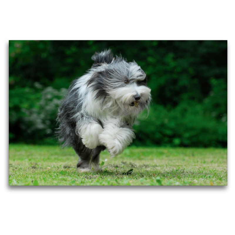 Rennender Bearded Collie