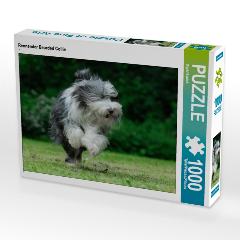 Rennender Bearded Collie