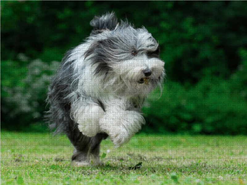 Rennender Bearded Collie