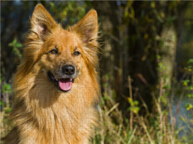 Harzer Fuchs Porträt