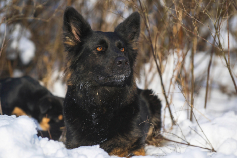 Gelbbacke, Altdeutscher Hütehund