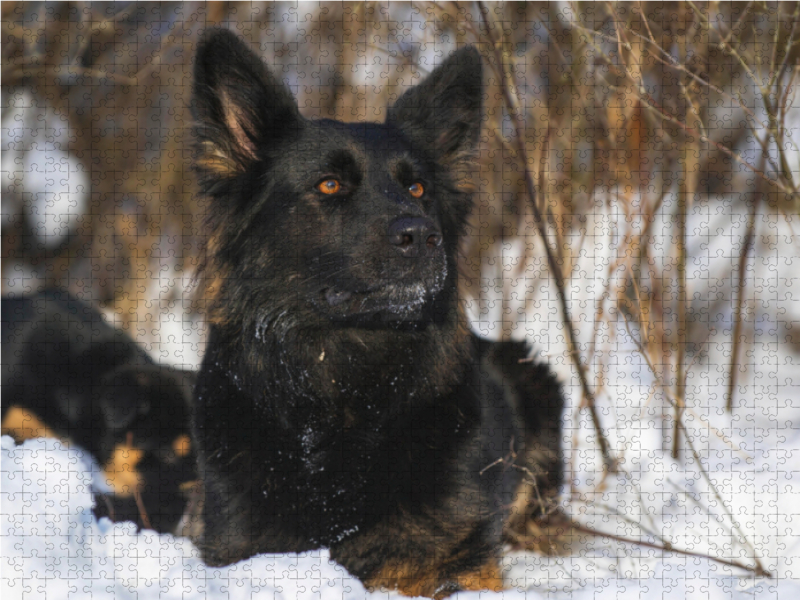 Gelbbacke, Altdeutscher Hütehund