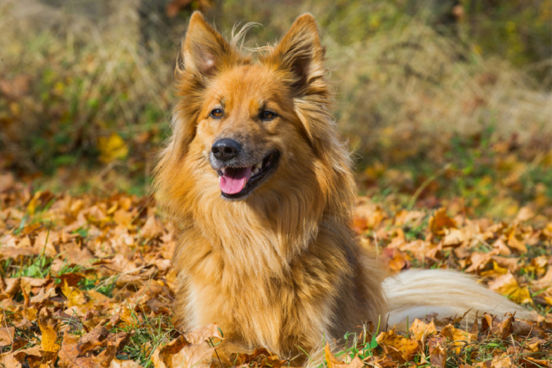 Harzer Fuchs im Herbst