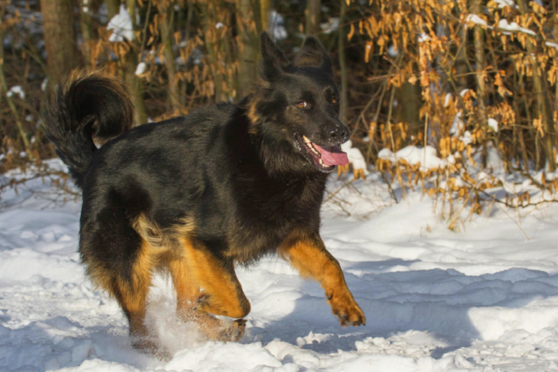 Gelbbacke im Winter