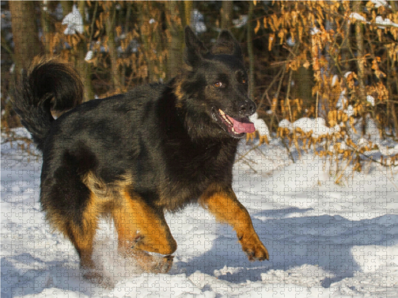 Gelbbacke im Winter