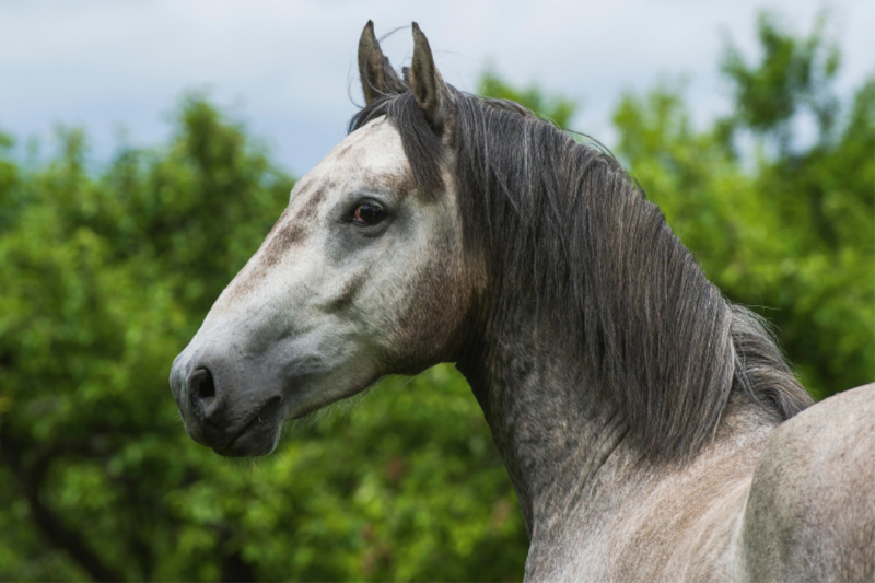 Lipizzaner Junghengst