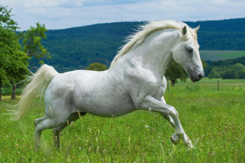 Lipizzaner Hengst Pluto Darina