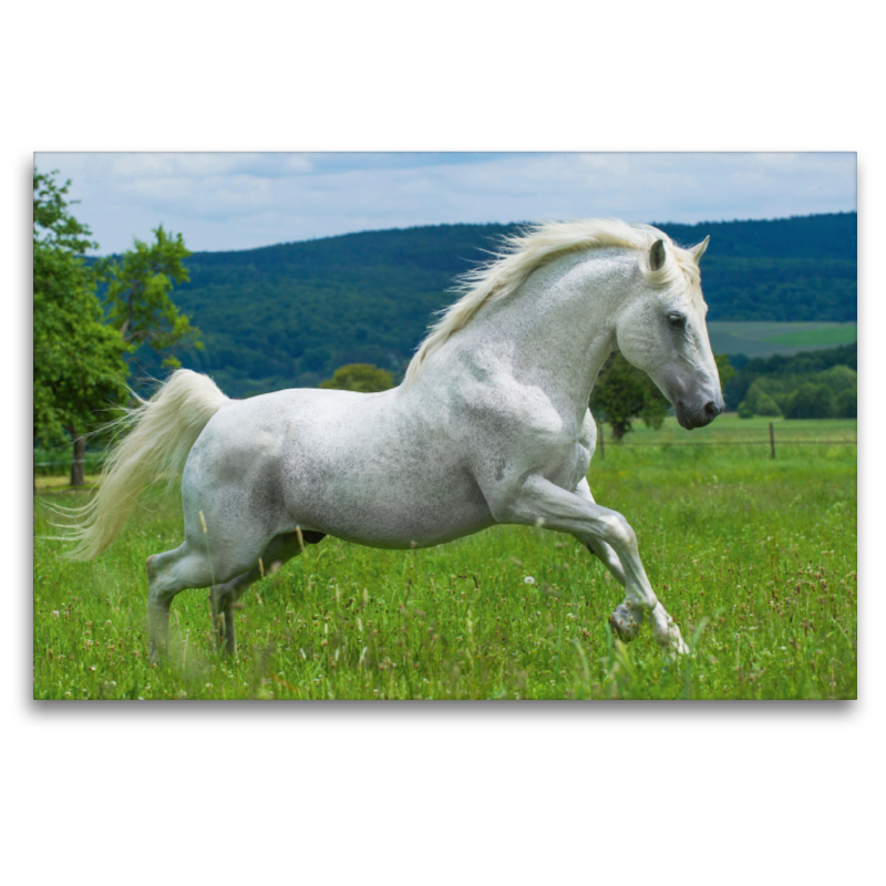 Lipizzaner Hengst Pluto Darina