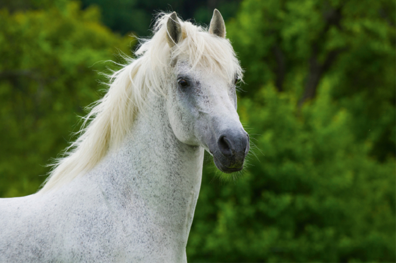 Lipizzaner Hengst Pluto Darina Porträt