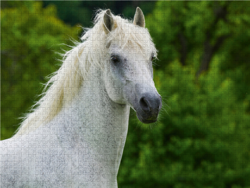 Lipizzaner Hengst Pluto Darina Porträt