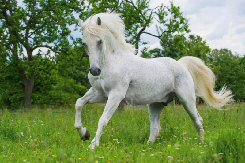 Lipizzaner Hengst Pluto Darina