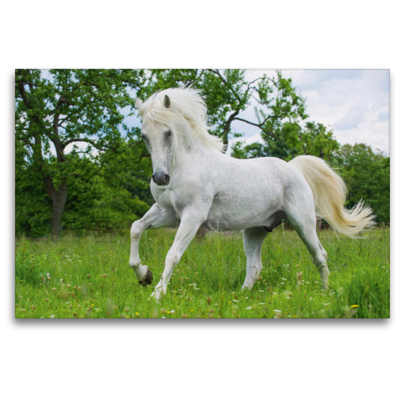 Lipizzaner Hengst Pluto Darina