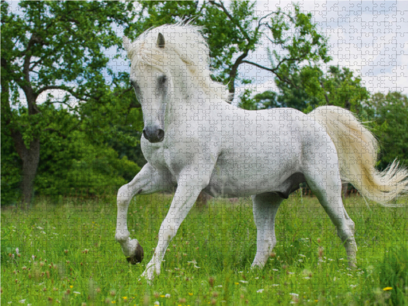 Lipizzaner Hengst Pluto Darina