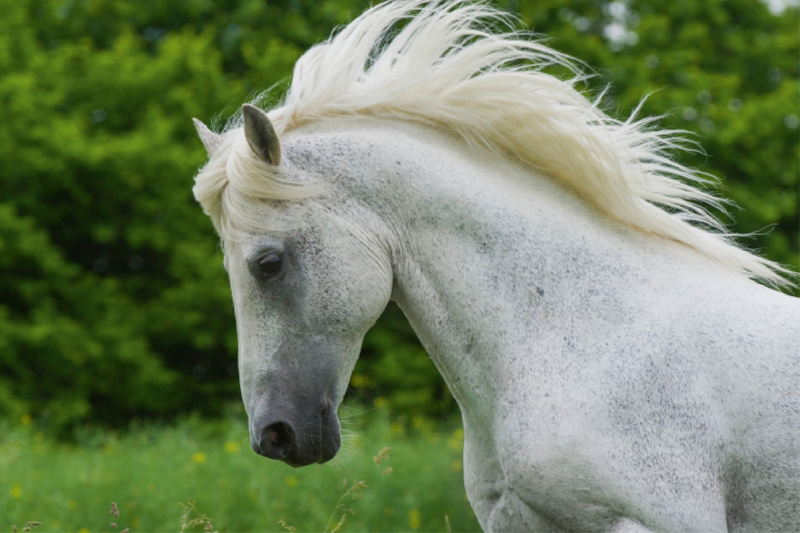 Lipizzaner Hengst Pluto Darina