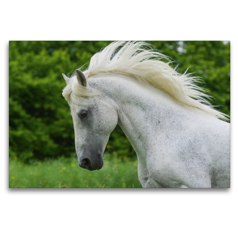 Lipizzaner Hengst Pluto Darina