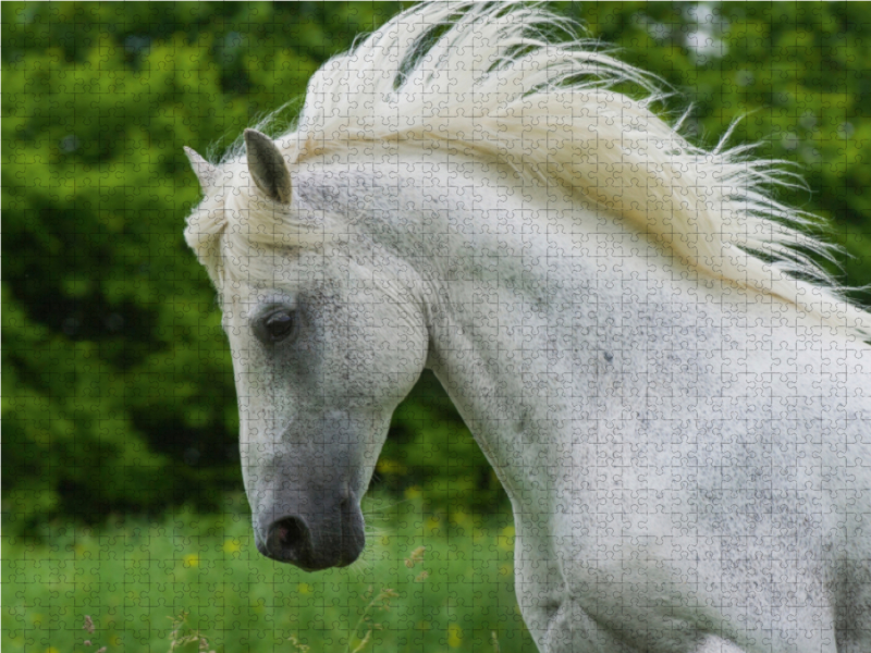 Lipizzaner Hengst Pluto Darina