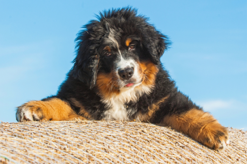 Berner Sennenhund Welpe