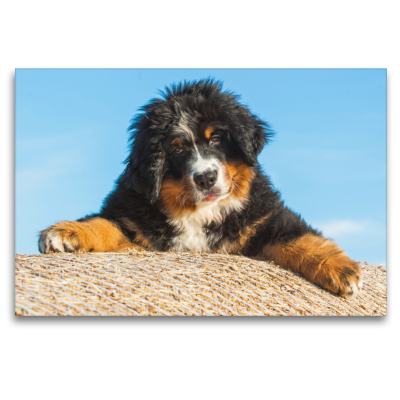 Berner Sennenhund Welpe