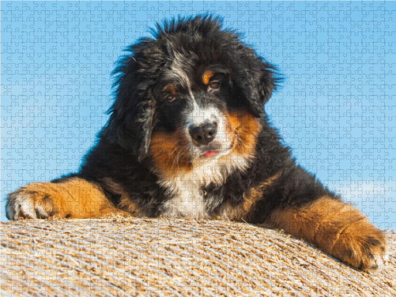 Berner Sennenhund Welpe