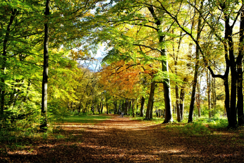 Goldener Oktober im Augsburger Stadtwald