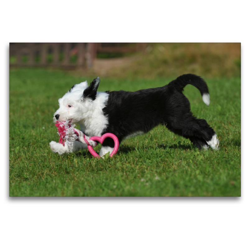 Spielender Bobtail Welpe