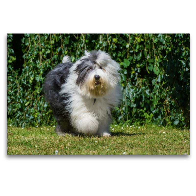 Laufender Bobtail