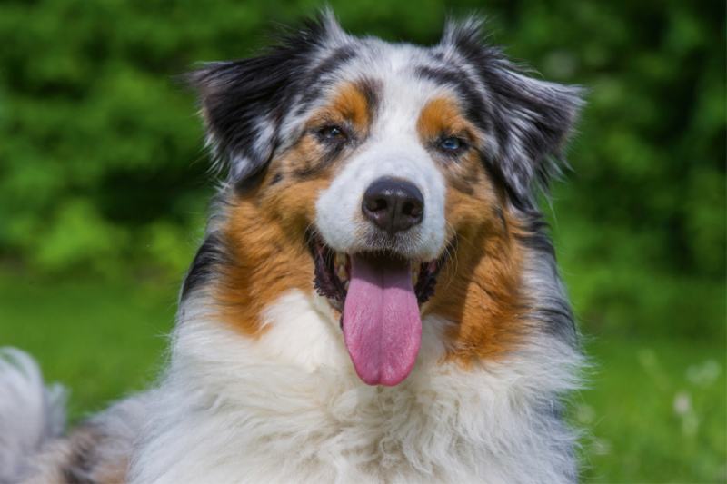 Australian Shepherd Porträt