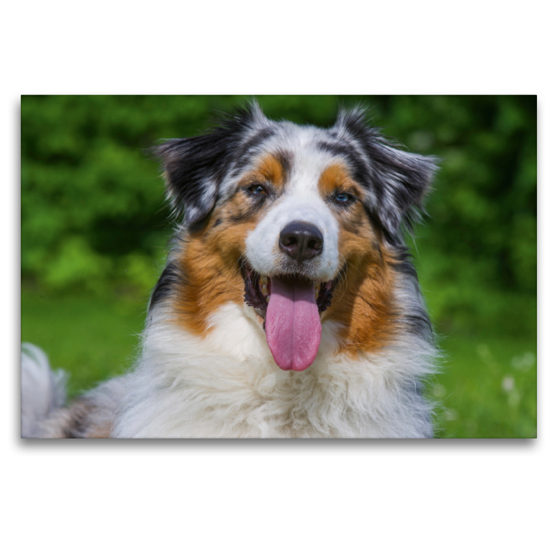 Australian Shepherd Porträt