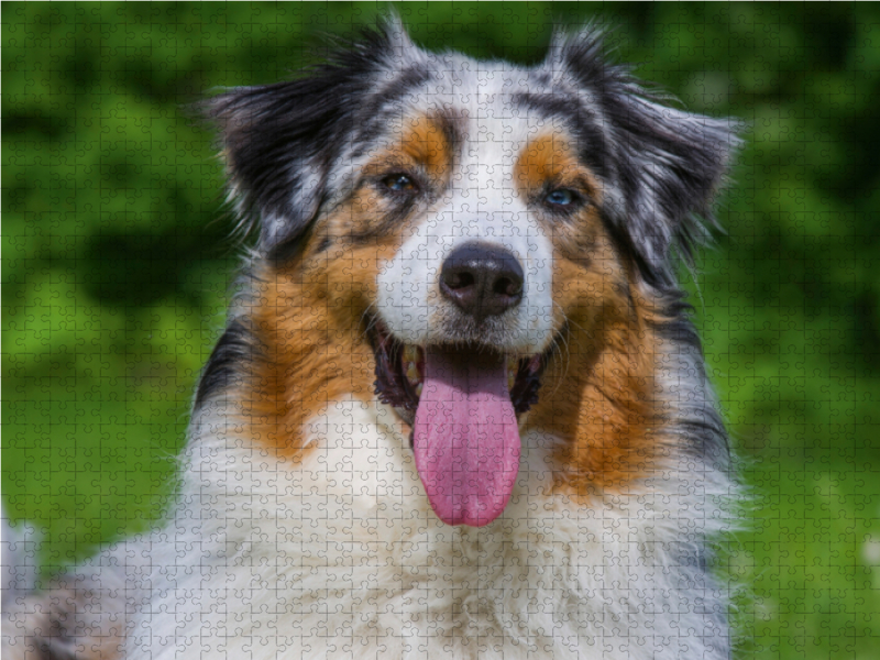 Australian Shepherd Porträt