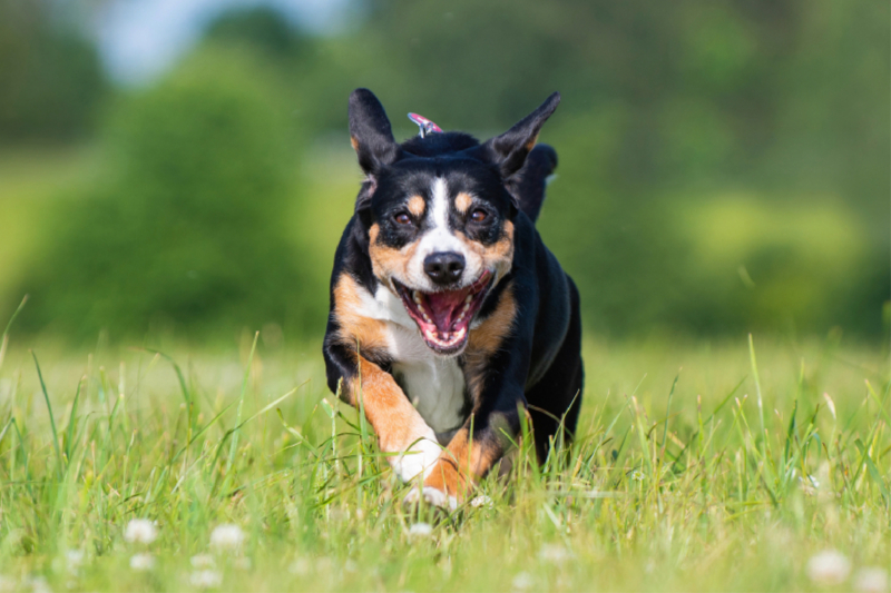 Entlebucher Sennenhund auf der Wiese