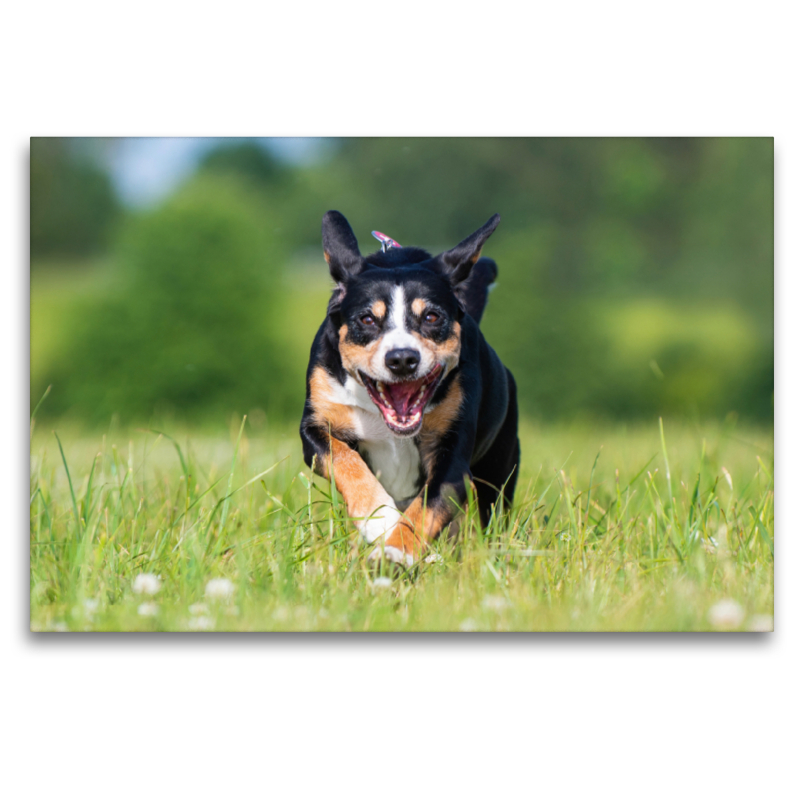 Entlebucher Sennenhund auf der Wiese