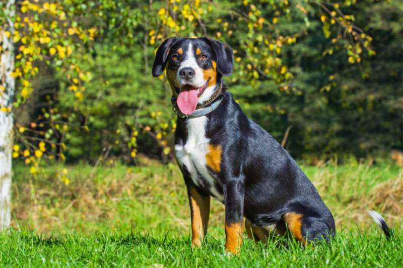 Entlebucher Sennenhund Rüde