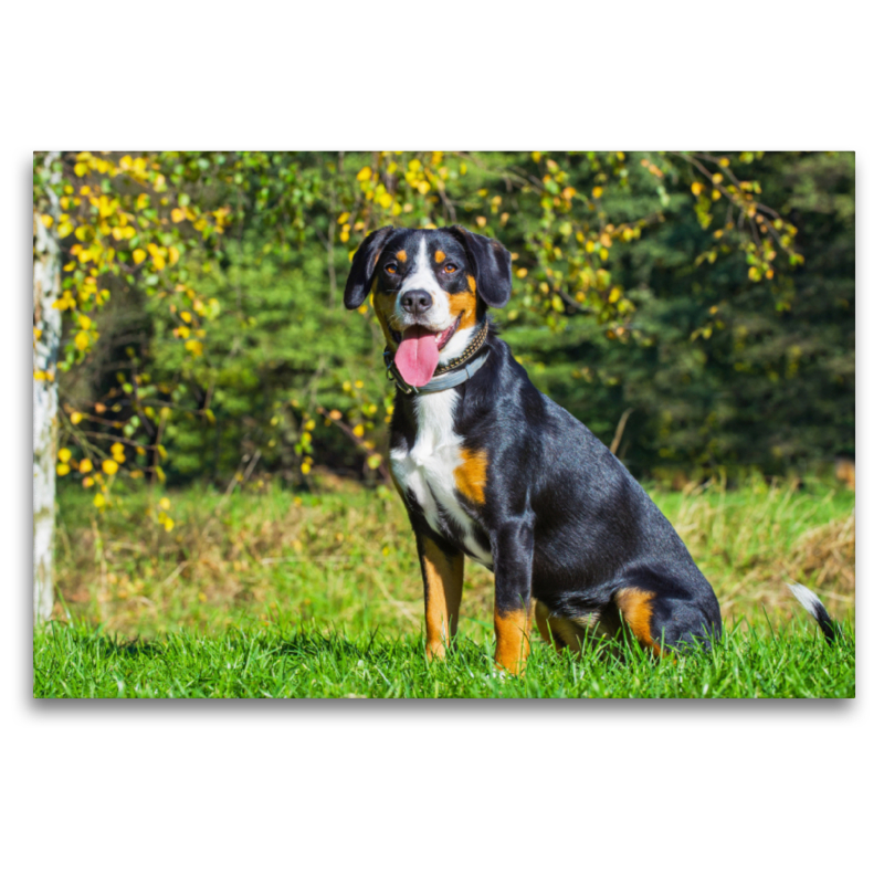 Entlebucher Sennenhund Rüde