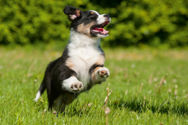 Ein Motiv aus dem Kalender Bekannt wie ein bunter Hund. Australian Shepherd - Familienplaner hoch