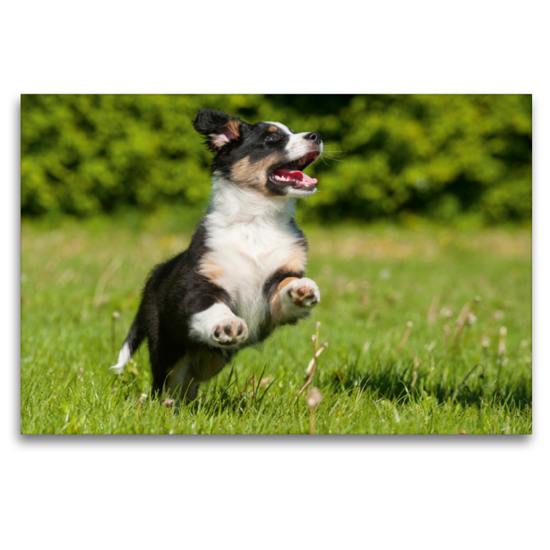 Ein Motiv aus dem Kalender Bekannt wie ein bunter Hund. Australian Shepherd - Familienplaner hoch