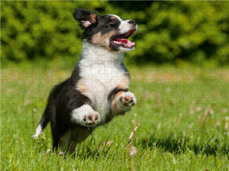 Ein Motiv aus dem Kalender Bekannt wie ein bunter Hund. Australian Shepherd - Familienplaner hoch