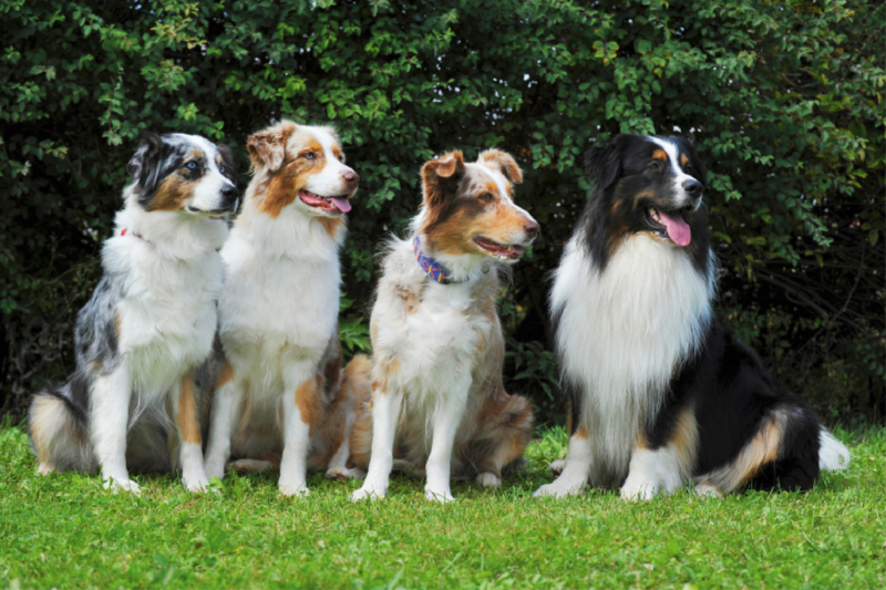 Ein Motiv aus dem Kalender Bekannt wie ein bunter Hund. Australian Shepherd - Familienplaner hoch