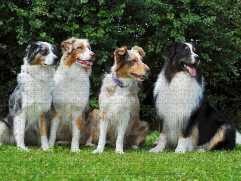 Ein Motiv aus dem Kalender Bekannt wie ein bunter Hund. Australian Shepherd - Familienplaner hoch