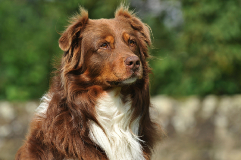 Ein Motiv aus dem Kalender Bekannt wie ein bunter Hund. Australian Shepherd - Familienplaner hoch