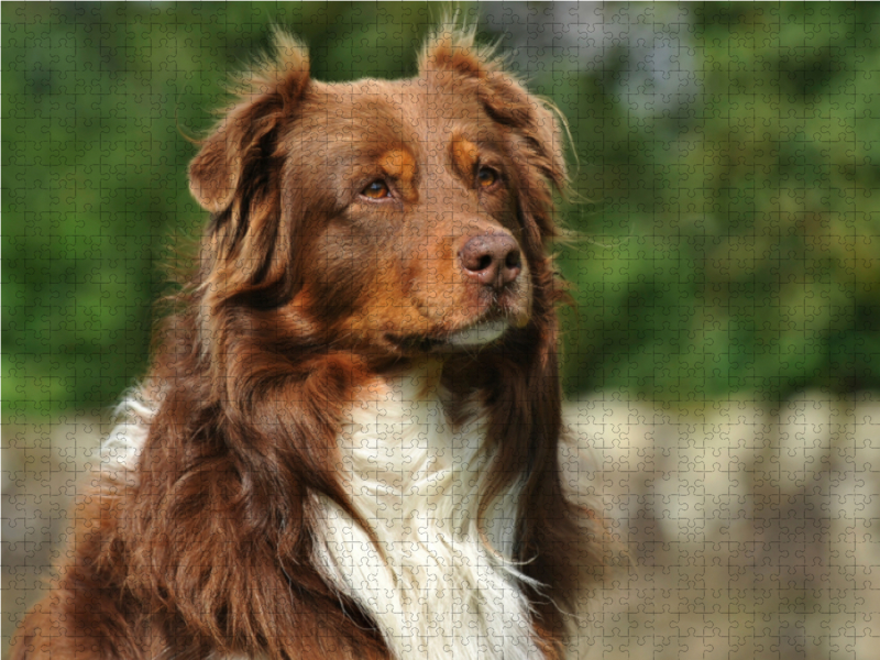 Ein Motiv aus dem Kalender Bekannt wie ein bunter Hund. Australian Shepherd - Familienplaner hoch