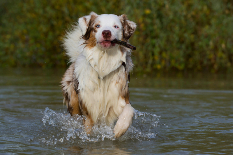 Ein Motiv aus dem Kalender Bekannt wie ein bunter Hund. Australian Shepherd - Familienplaner hoch