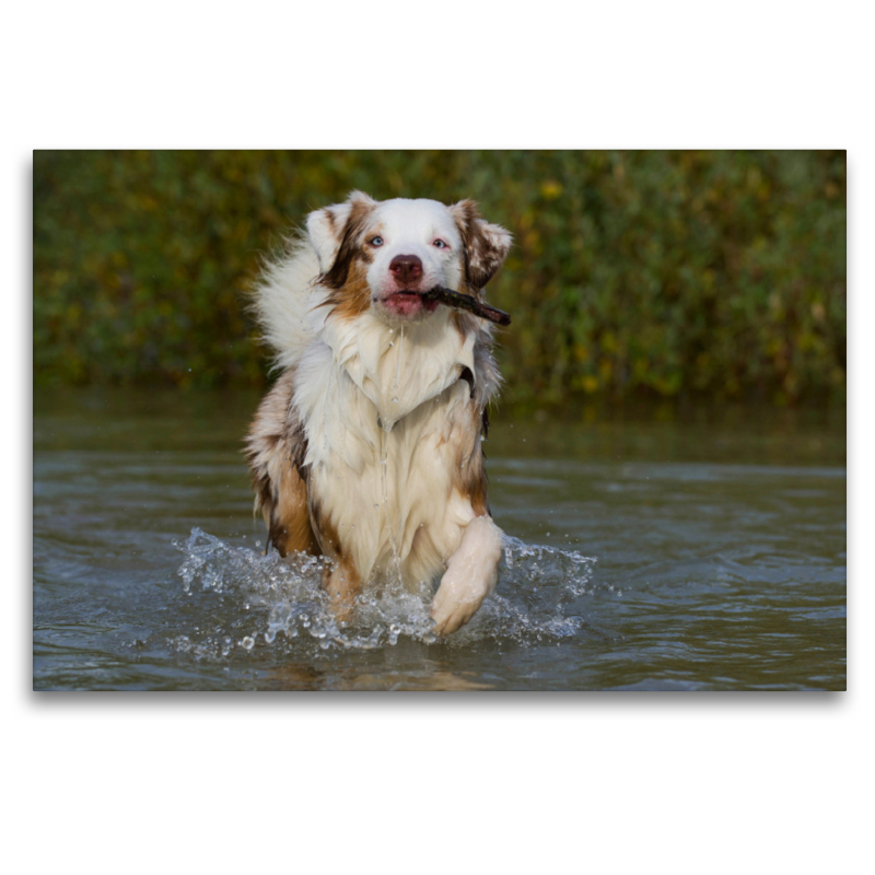 Ein Motiv aus dem Kalender Bekannt wie ein bunter Hund. Australian Shepherd - Familienplaner hoch